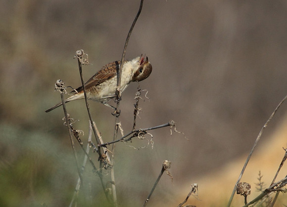 Shrike
