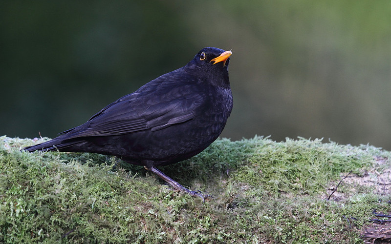Male Blackbird