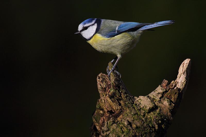 Blue Tit