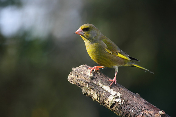 Male Greenfinch