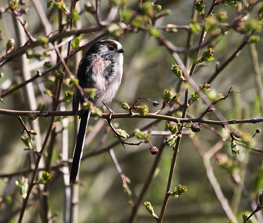 Long Tailed Tit