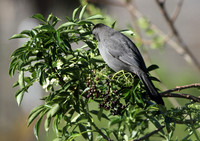 Grey Catbird