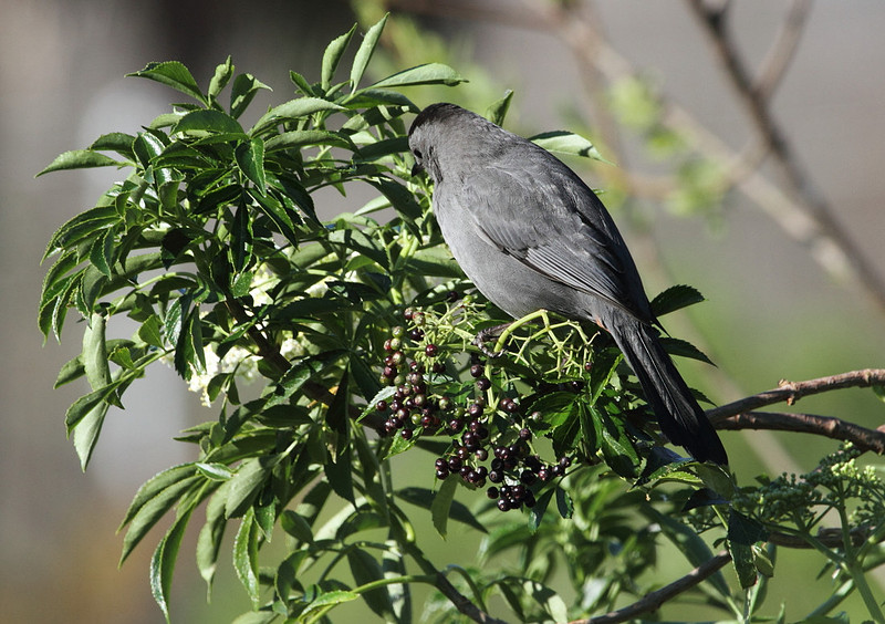 Grey Catbird