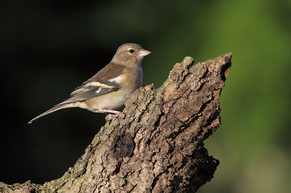 Female Chaffinch