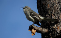Northern Mocking Bird