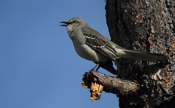 Northern Mocking Bird