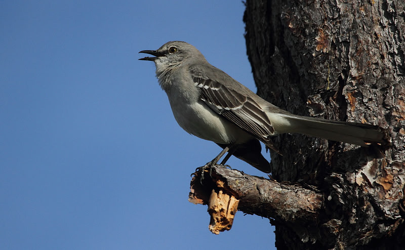 Northern Mocking Bird