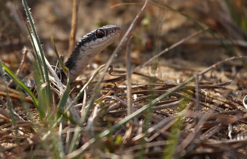Southern Racer