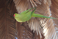 Ring Necked Parakeet