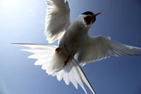 Arctic Tern attack