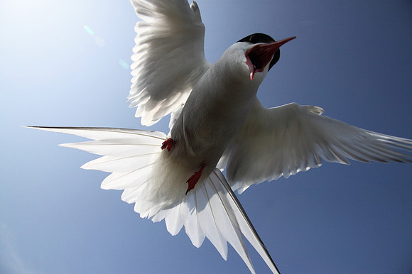 Arctic Tern attack