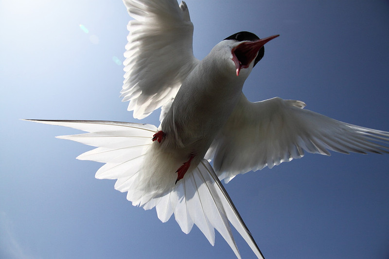 Arctic Tern attack