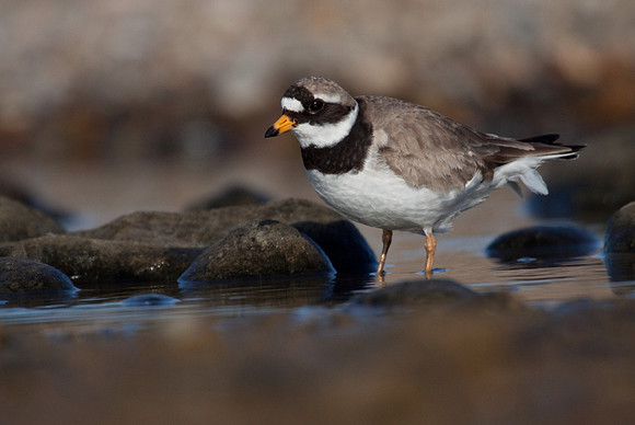 Ringed Plover