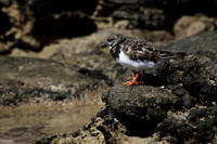 Turnstone