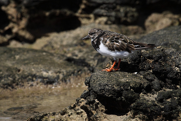Turnstone