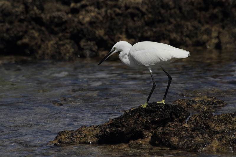 Little Egret