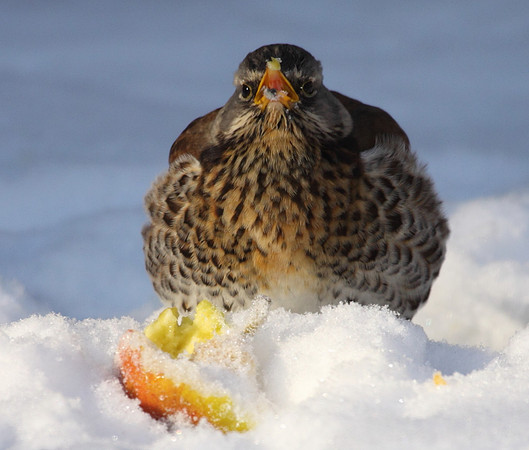Fieldfare
