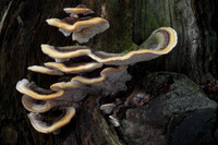 Many Zoned Polypore