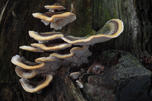 Many Zoned Polypore