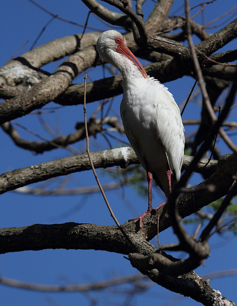 White Ibis