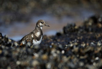 Turnstone
