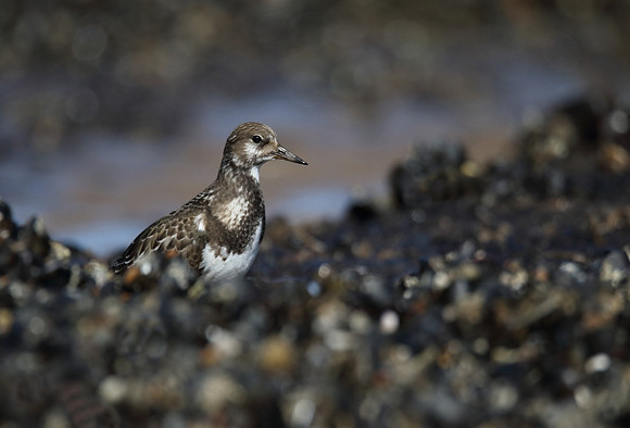 Turnstone