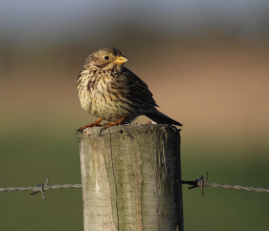 Corn Bunting