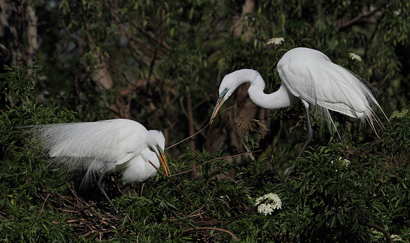 Great Egrets building nest
