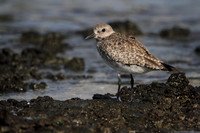 Grey Plover