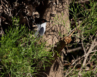 Sardinian Warbler