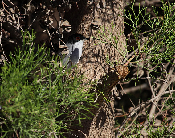 Sardinian Warbler