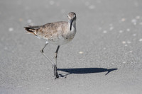 Willet