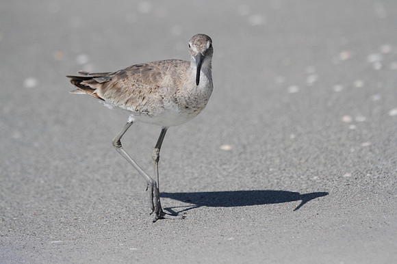 Willet