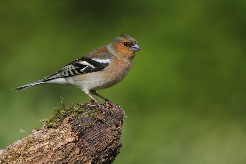 Male Chaffinch