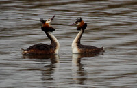 Great Crested Grebe Display