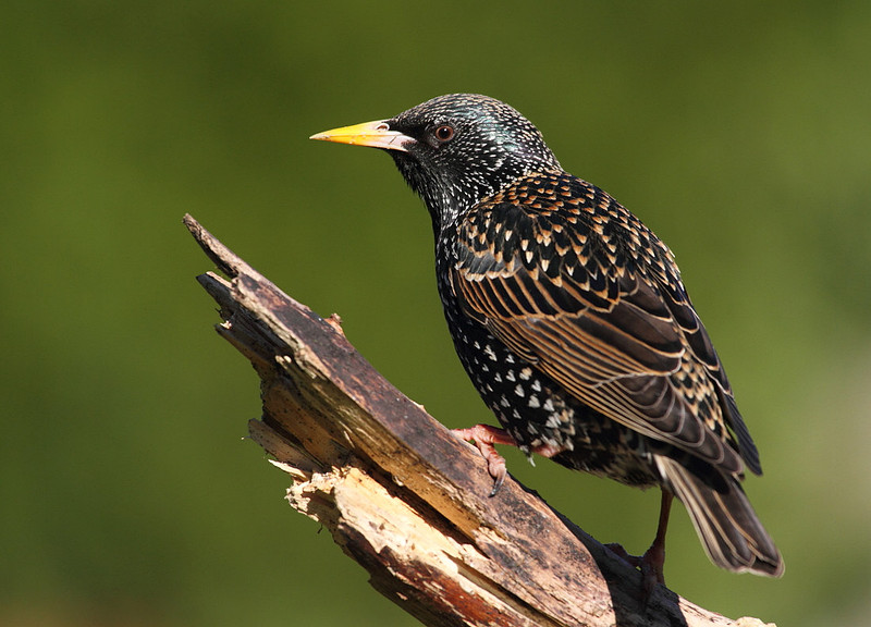 Starling