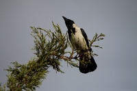 Hooded Crow