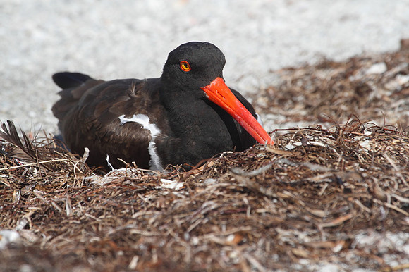 American Oystercatcher