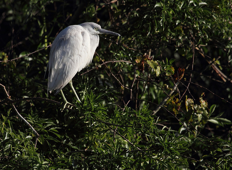 Little Blue Heron