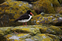 Oystercatcher