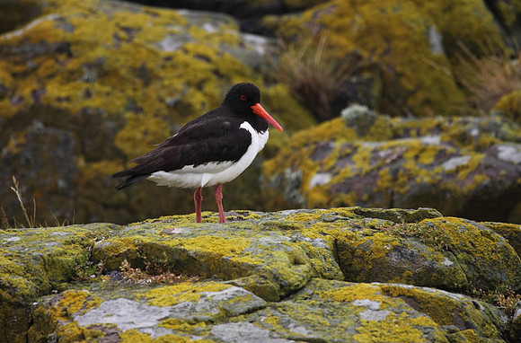 Oystercatcher