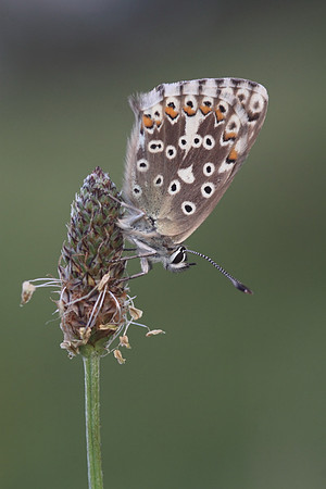 Chalk Hill Blue  (female)