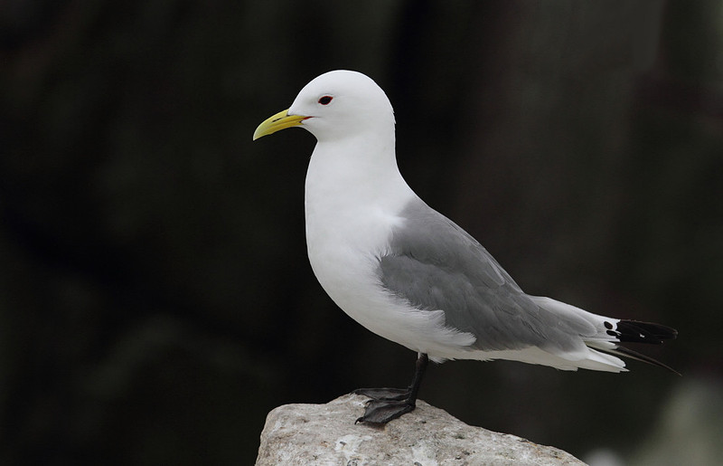 Kittiwake