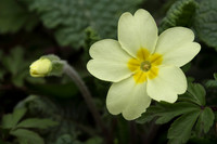 Primrose