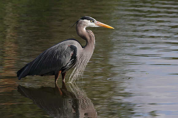 Great Blue Heron 14