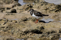 Turnstone