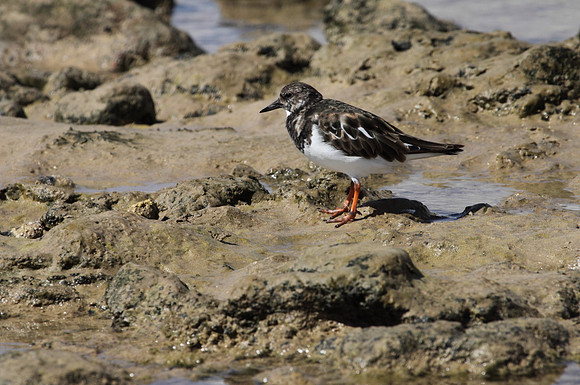 Turnstone