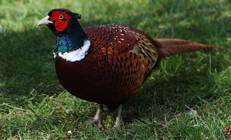 Pheasant
