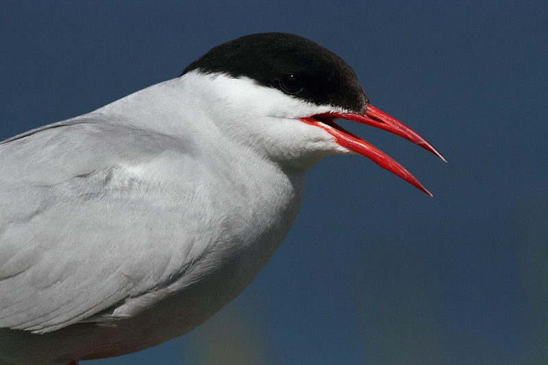Arctic Tern