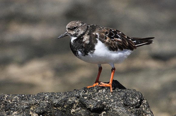 Turnstone